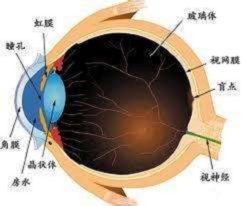 得了玻璃体积血怎么办?